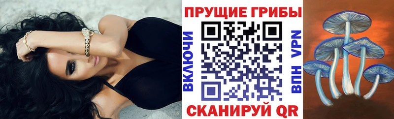 маркетплейс формула  Светлогорск  Галлюциногенные грибы GOLDEN TEACHER 